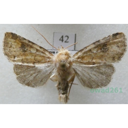 Atypha pulmonaris (Esper, 1790) Slovakia42